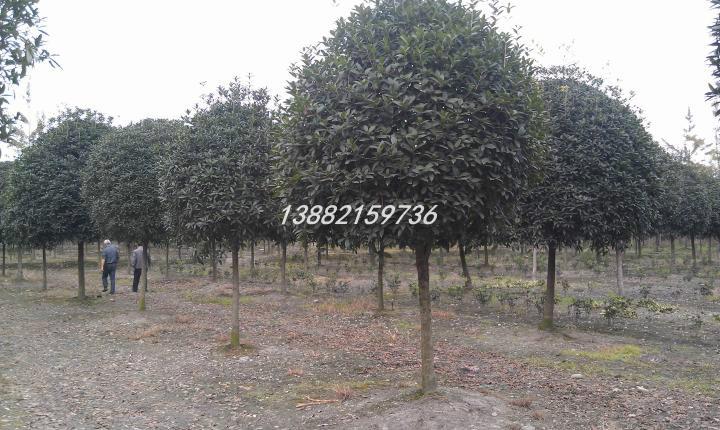 成都温江桂花树6月栽种技术--由成都温江花木园林提供