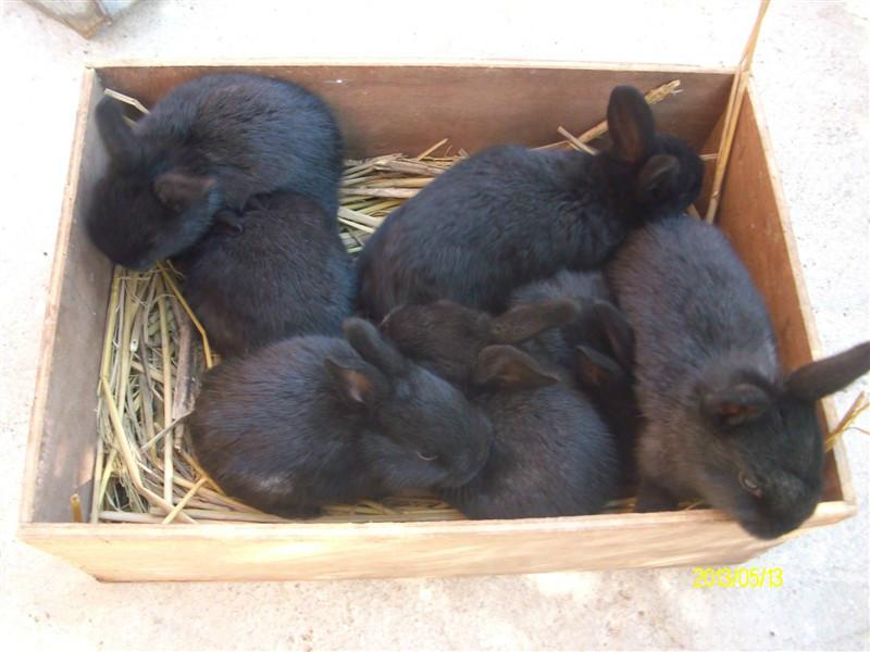 供应兔子价格 兔子养殖  獭兔养殖 獭兔今日价格