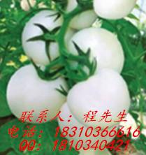 金玉白玉堂-白色番茄种子批发