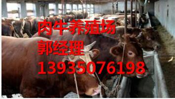 忻州市河北哪里有肉牛养殖场厂家