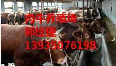 供应山西肉牛养殖厂/忻州肉牛场供应/夏洛莱/利木赞/西门塔尔图片