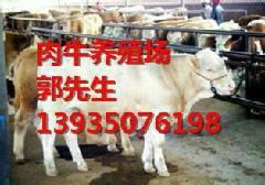 供应哪里出售小公牛小母牛，山西养牛场，小公牛价格，小母牛价格