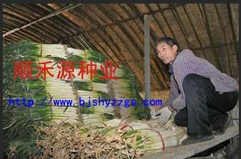 北京市中华巨葱精品大葱种子厂家供应中华巨葱精品大葱种子 秋播大葱种子批发 大葱种子经销价格