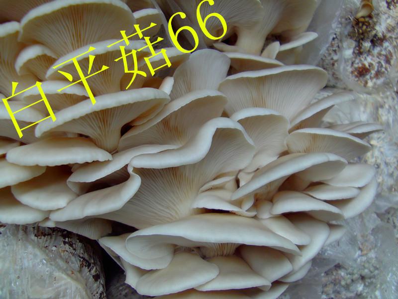 食用菌平菇栽培种白平66批发