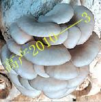食用菌平菇菌种20103母种批发