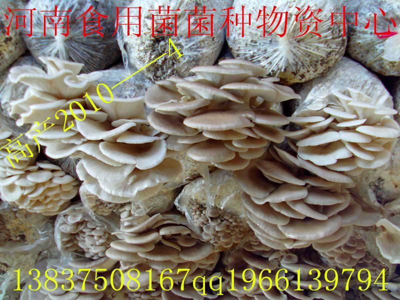 食用菌平菇栽培种高产四季菇批发