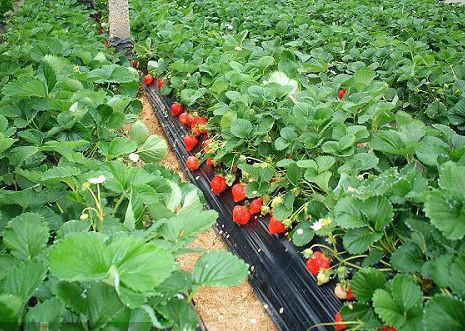 山西草莓苗价格批发