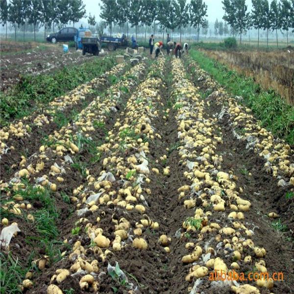 供应农科院土豆种子基地北京独家推荐秋土豆种子公司
