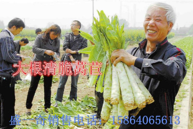 盛-奇莴苣种子专卖店批发