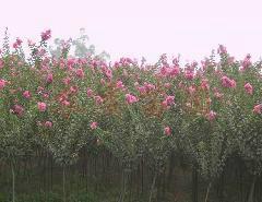 供应江苏徐州紫薇树苗种植基地，紫薇苗木最新报价