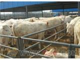 供应山西西门塔尔肉牛养殖图片