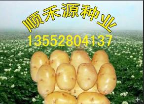 北京市土豆种子厂家