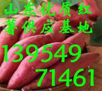 供应山东红薯产地大量供应种薯红薯图片