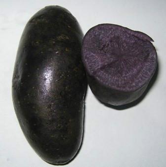 供应黑土豆种子图片