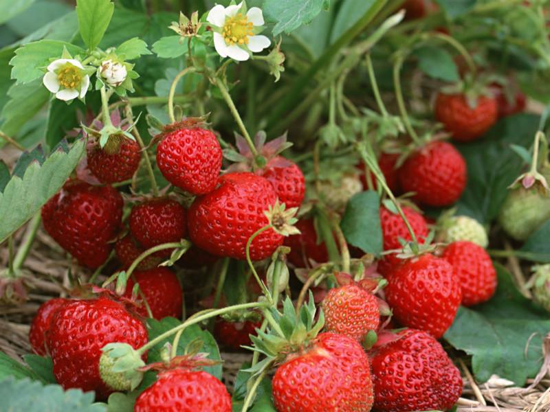 供应四季草莓种苗图片