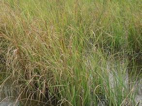 供应乌拉草的特点高1.2米纤维坚韧秆三棱形三棱草叶细长柔软
