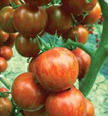 供应国产金玉彩1-番茄种子,特色番茄种子