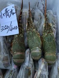 北京市批发进口20kg/件小青龙虾厂家