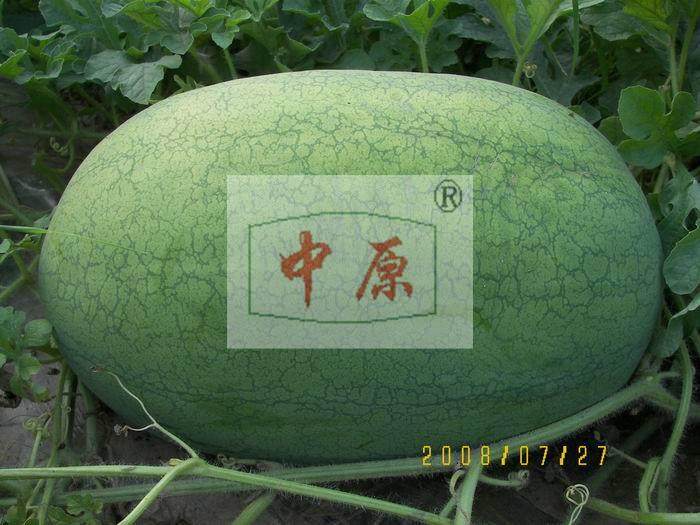 【懒汉西瓜的种植方法】