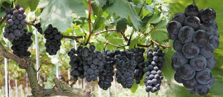 供应葡萄早熟品种。黑巴啦多，夏黑等图片