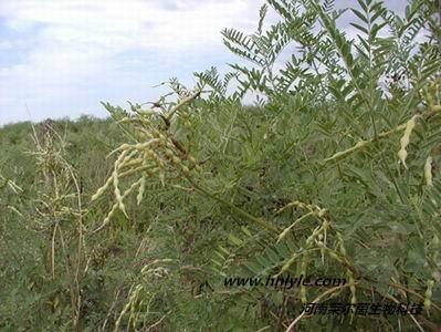 供应河南莱尔茵厂家金雀花碱98价格