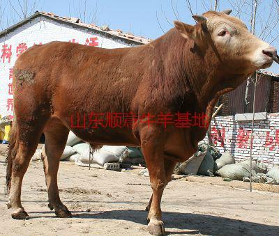 济宁市山西黄牛养殖技术厂家供应用于育肥与的 山西黄牛养殖技术