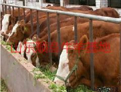 济宁市贵州肉牛养殖厂家