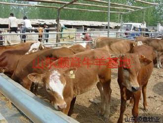 供应用于育肥与繁殖的黄牛批发价格