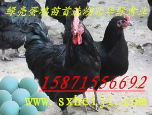 绿壳蛋鸡五黑鸡绿壳蛋鸡五黑鸡厂家供应报价.湖北华绿禽业