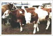 供应用于育肥与繁殖的 西门塔尔牛犊多少钱一斤