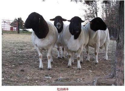 供应河北哪里有纯种黑头杜泊绵羊？白头杜泊绵羊？肉羊黑头杜泊绵羊？