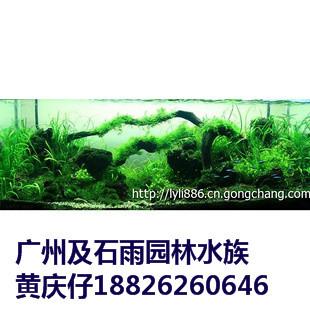 广州珊瑚木市场价-生产厂家哪家好-园林工程商-优质服务厂家