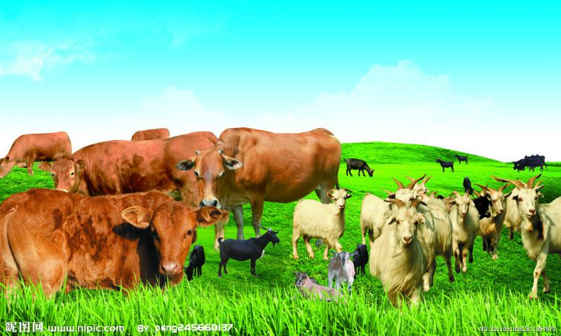 供应牛羊育肥增重无副作用
