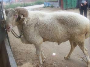 3-4个月小尾寒羊羊羔价格批发