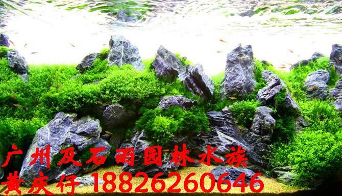 供应广州及石雨供应批发造景石黑白石，沉木*根