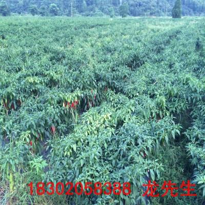 广州小米椒种植批发