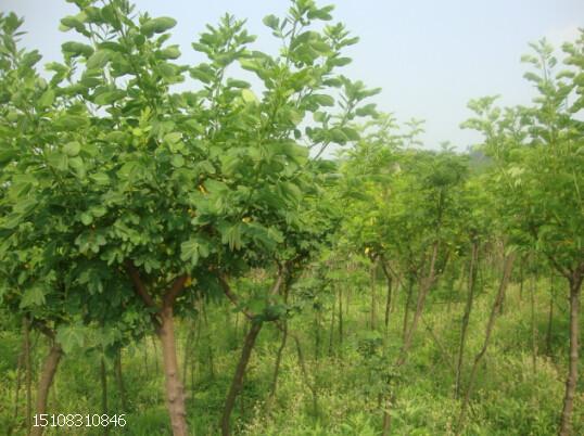 成都市四川香樟树厂家供应四川香樟树，4-30公分香樟树，香樟苗木