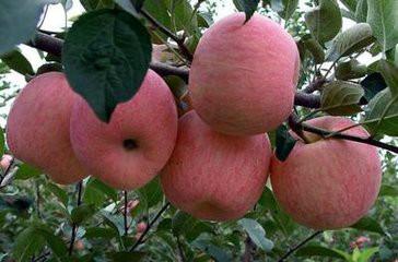 富士苹果苗种植基地 山西富士苹果苗种植基地 矮化富士苹果苗种植基地