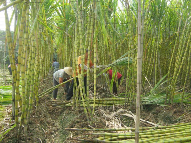 供应海南黄皮甘蔗大量货源批发，供海南种植甘蔗种