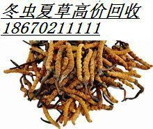 供应礼盒虫草18670211111北京回收冬虫夏草