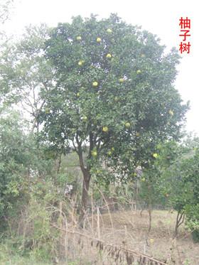 供应湖南柚子树，湖南柚子树价格，批发湖南柚子树，柚子树供应商
