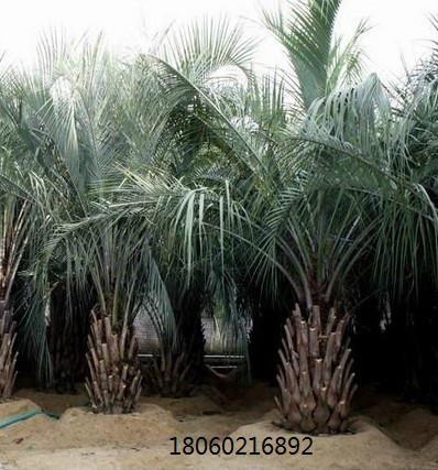 供应四川布迪椰子供应商，四川成都布迪椰子批发，成都布迪椰子基地图片
