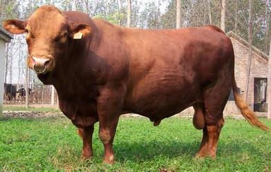 供应用于育肥与繁殖的 内蒙古肉牛有哪些品种