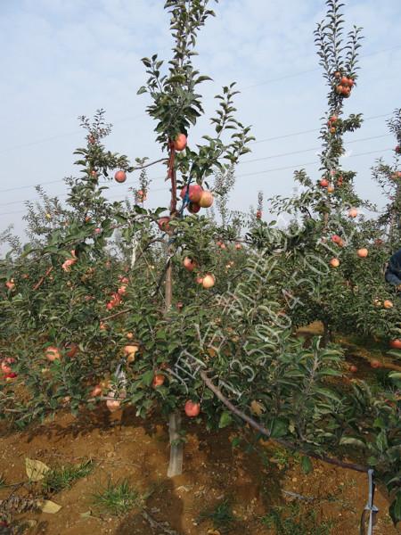 供应烟台占地苹果树，5公分苹果树，6公分占地用苹果树