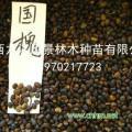 九江林林木种子香泡子棱角三矾檫木批发