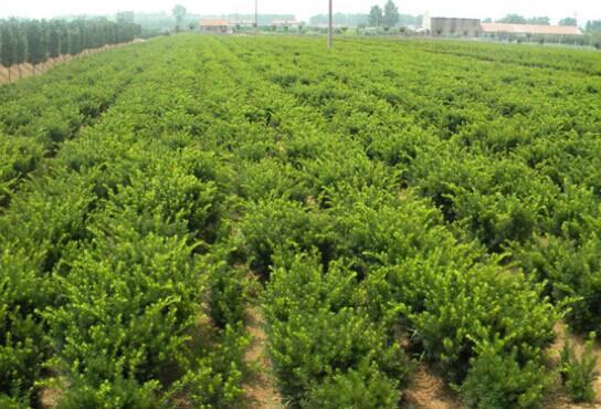 供应南方红豆杉小苗、高30-80公分图片