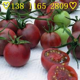 圣女果小番茄种子，小番茄种子批发，黄色圣女果种子