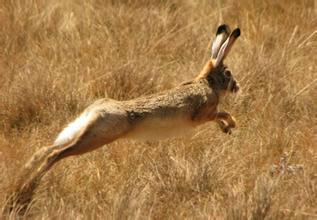 供应纯种野兔多少钱一只？一只野兔多少钱？