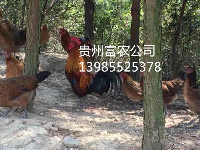 贵阳市贵州绿壳蛋鸡批发价格厂家