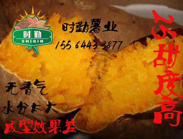 陕西烟薯25批发 山西蜜薯烟薯25 上海烤红薯首选